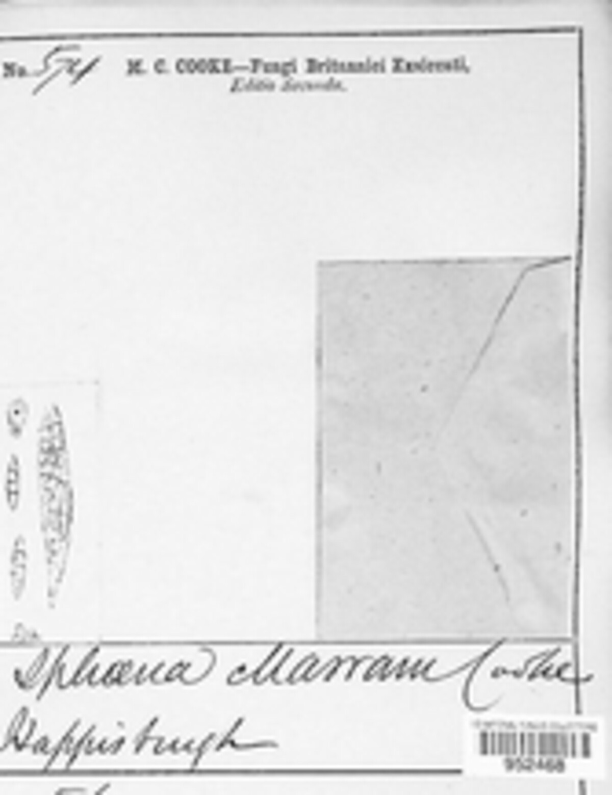 Phaeosphaeria marram image